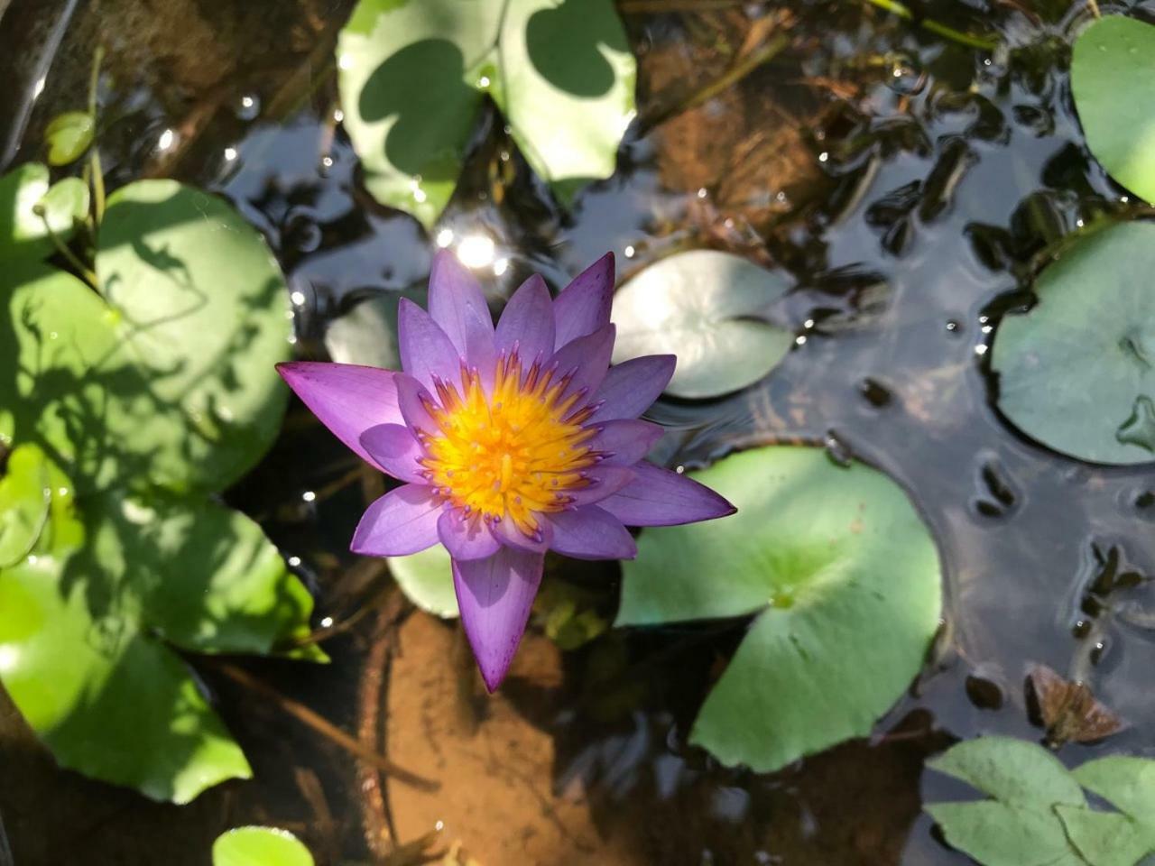 Suwani Pinnawala Homestay 외부 사진